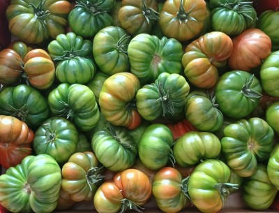 Foto Pomodoro Costoluto Origine Spagna Marchio Naturalmente 2